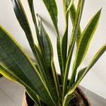 Sansevieria trifasciataBlatt