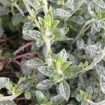 Teucrium × lucidrys Fuelha