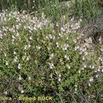 Antirrhinum hispanicum Habitatea