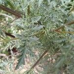 Scrophularia lucida Leaf