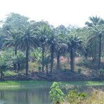 Elaeis guineensis Habit
