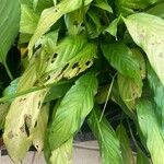 Spathiphyllum wallisii ഇല