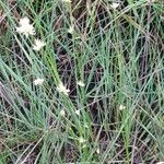 Rhynchospora alba Flower