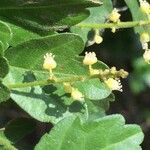 Allophylus alnifolius Blüte