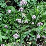 Verbena bonariensis Habitat