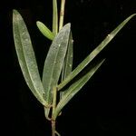 Hymenandra pittieri List