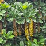 Lophanthera lactescens Flor