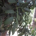 Pilocarpus pennatifolius Blomma