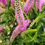 Veronica longifolia Flower