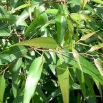 Eucalyptus citrinoides
