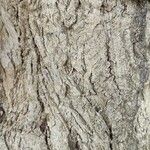 Pterocarya fraxinifolia Bark