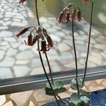 Cotyledon orbiculata花