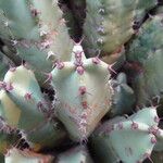 Euphorbia resinifera Likasa