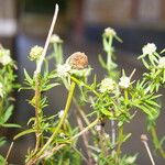 Spermacoce verticillata Pokrój