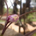 Polystachya rhodoptera Flower