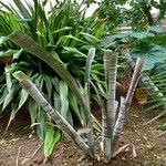 Billbergia vittata عادت