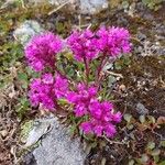 Viscaria alpinaFlower