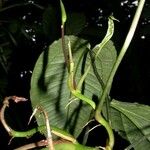 Anthurium flexile Other