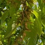 Acer cissifolium Fruto