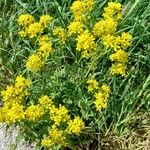 Sisymbrium austriacum Hábito