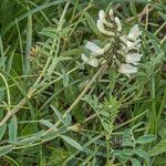 Astragalus australisFleur