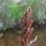 Osmunda regalis Fruto