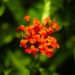 Ixora chinensis Blüte