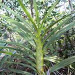 Cyrtopodium flavum Leaf