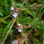 Verbena officinalis Kwiat