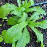 Calendula officinalisFolha