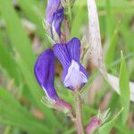 Vicia onobrychioides Blomma