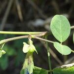 Clitoria ternatea Kéreg