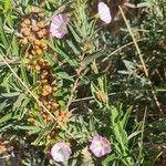 Oenothera speciosaFlor