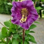 Cobaea scandens Blüte