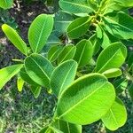 Erythroxylum argentinum Hoja