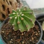 Echinopsis oxygona 叶