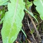 Taraxacum palustre 葉