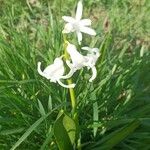 Hyacinthus orientalisKukka