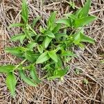 Commelina africana Leaf