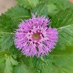 Centratherum punctatum Flor