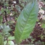 Inga acreana Leaf