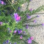 Echium sabulicola Flower