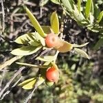 Osyris lanceolata Fruit