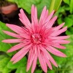 Gerbera leandriiFlors