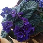 Streptocarpus ionanthus Bloem