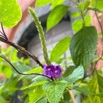 Stachytarpheta frantzii Flower