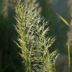 Calamagrostis arundinacea Çiçek