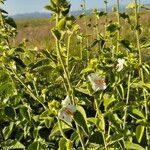 Hibiscus flavifolius 形态