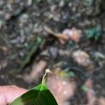 Minquartia guianensis Blatt