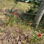 Gaillardia amblyodon Floare